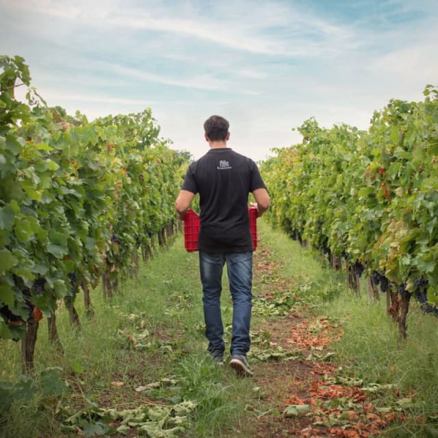 Gallery image 8b62b224-5d49-4b19-9992-49445181dbd3