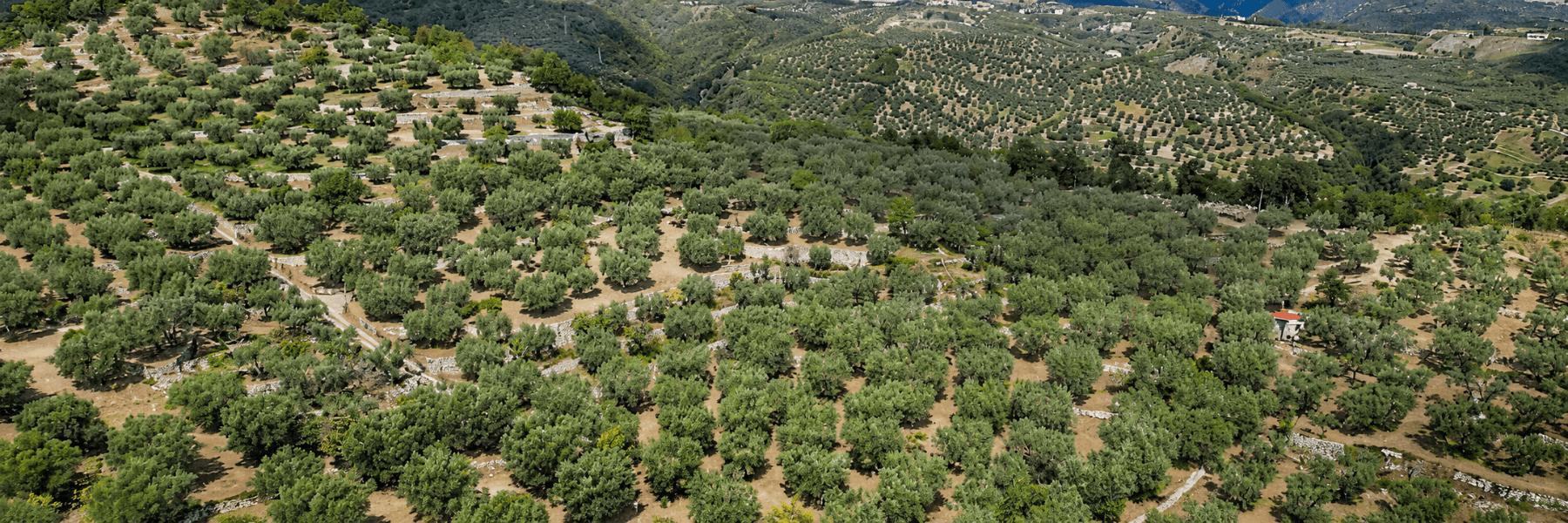 Oleificio Mediterraneo banner