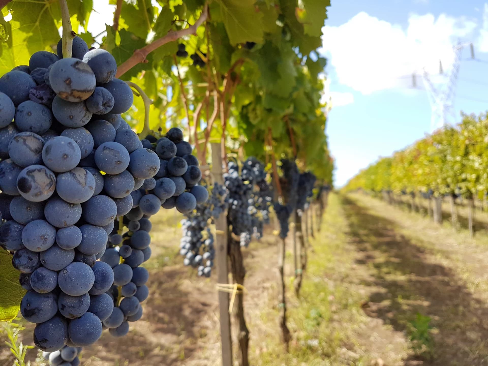 Tenute Bianchino banner